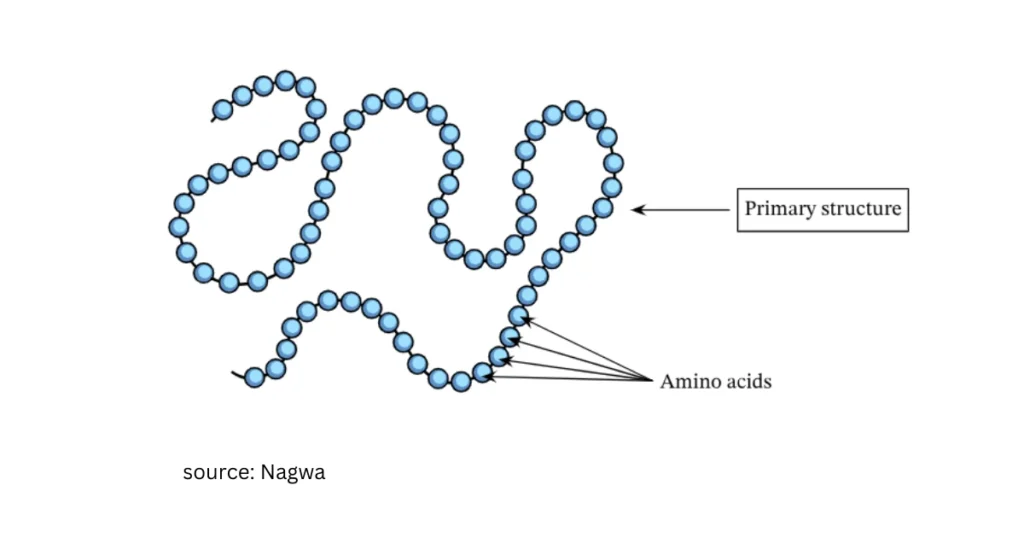 <p>The specific sequence of amino acids in a polypeptide chain joined by peptide bonds</p>