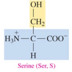 <p>polar amino acid with hydroxyl as R group</p>