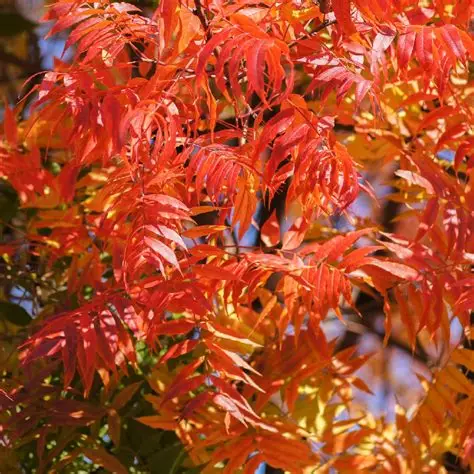 <p>Pistacia chinensis, chinese pistache, anacardiaceae</p>