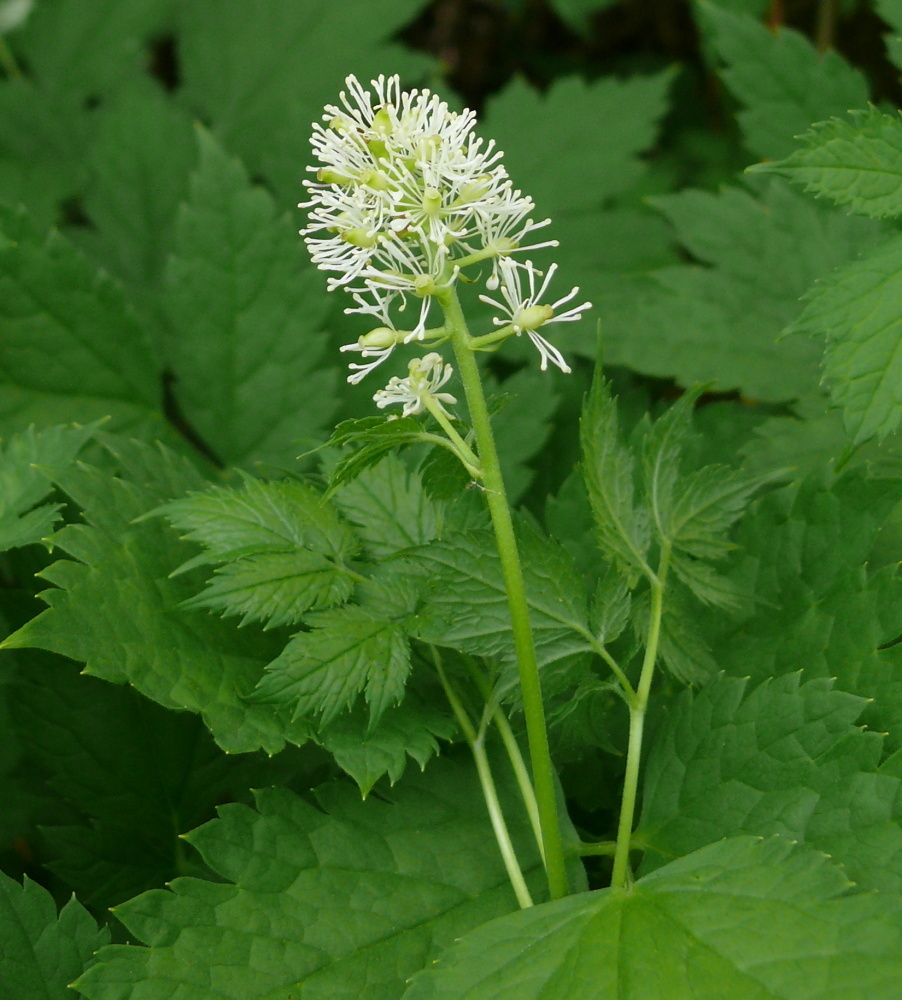 <p>Trolldruva   (Ranunculaceae) (KÄNN IGEN PÅ BLAD) (Får svarta bär som är giftiga)</p>
