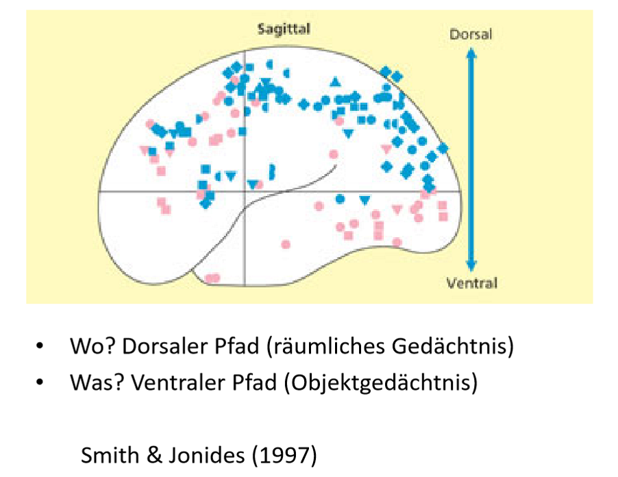 <ul><li><p><span>Das Objektgedächtnis führt zu einer erhöhter Aktivität im ventralen Pfad; Was? (Pink)</span></p></li></ul><p></p>