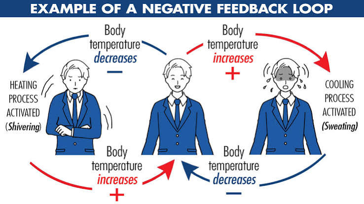 <p>Negative feedback loop</p>