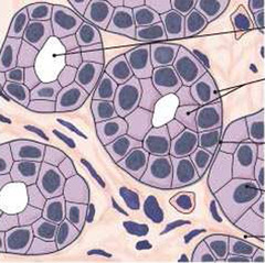 <p>tissue that consists of two or more layers of cube-shaped cells, found in some ducts</p>