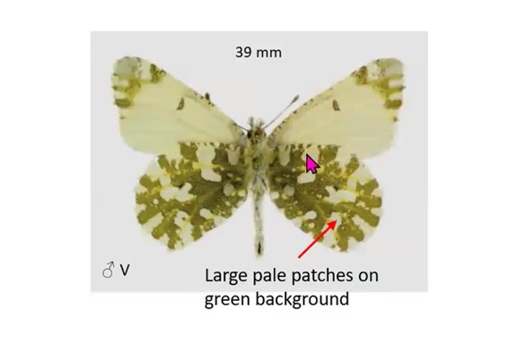 <p>***<span style="background-color: yellow;">current candidate for endangered species listing!</span></p>