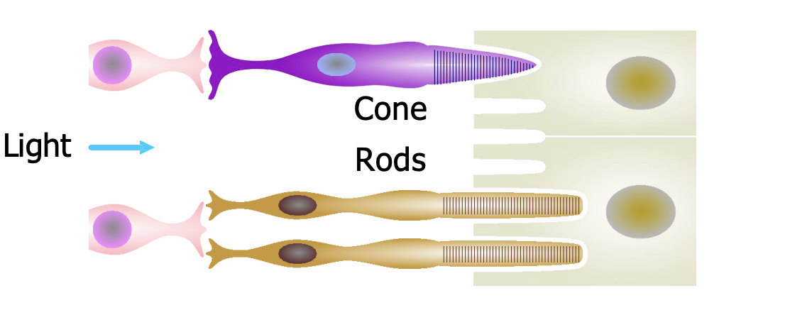<ul><li><p>Each retina contains ~6 million cones and 120 million rods. </p></li><li><p>Rods and cones are neurons, though they do not fire action potentials, but instead respond to stimuli with <strong>graded membrane potentials.</strong></p></li></ul><p></p>