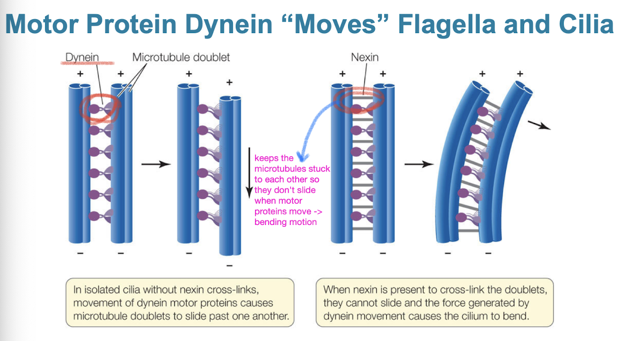 <p>motor protein that “moves” flagella and cilia</p><ul><li><p>dynein arms alternately contact, move, and release the outer microtubules</p></li><li><p>movements of the doublet arms cause cilium/flagellum to bend</p><ul><li><p><strong>nexin</strong> keeps doublets from sliding</p></li></ul></li></ul><p></p>