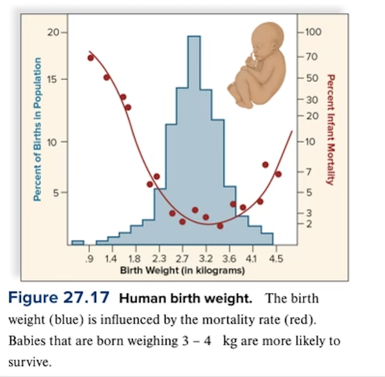 <p>extreme phenotypes are selected against and individuals near the average are favored </p><ul><li><p>can improve adaptation of the population to those aspects of the environment that remain constant</p><ul><li><p>birth weight → babies have a better chance of survival when intermediate weight over too ig or too small </p></li></ul></li></ul><p></p>