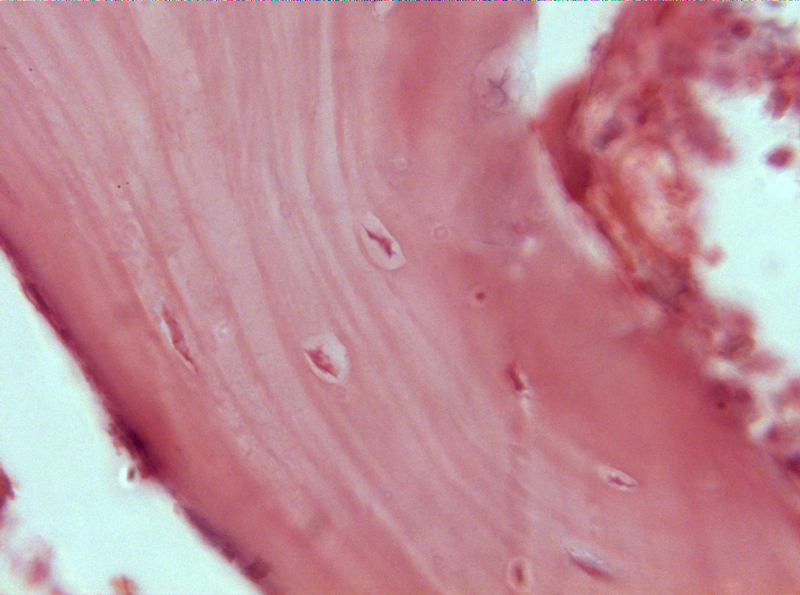 <p>Identifica el tejido</p>