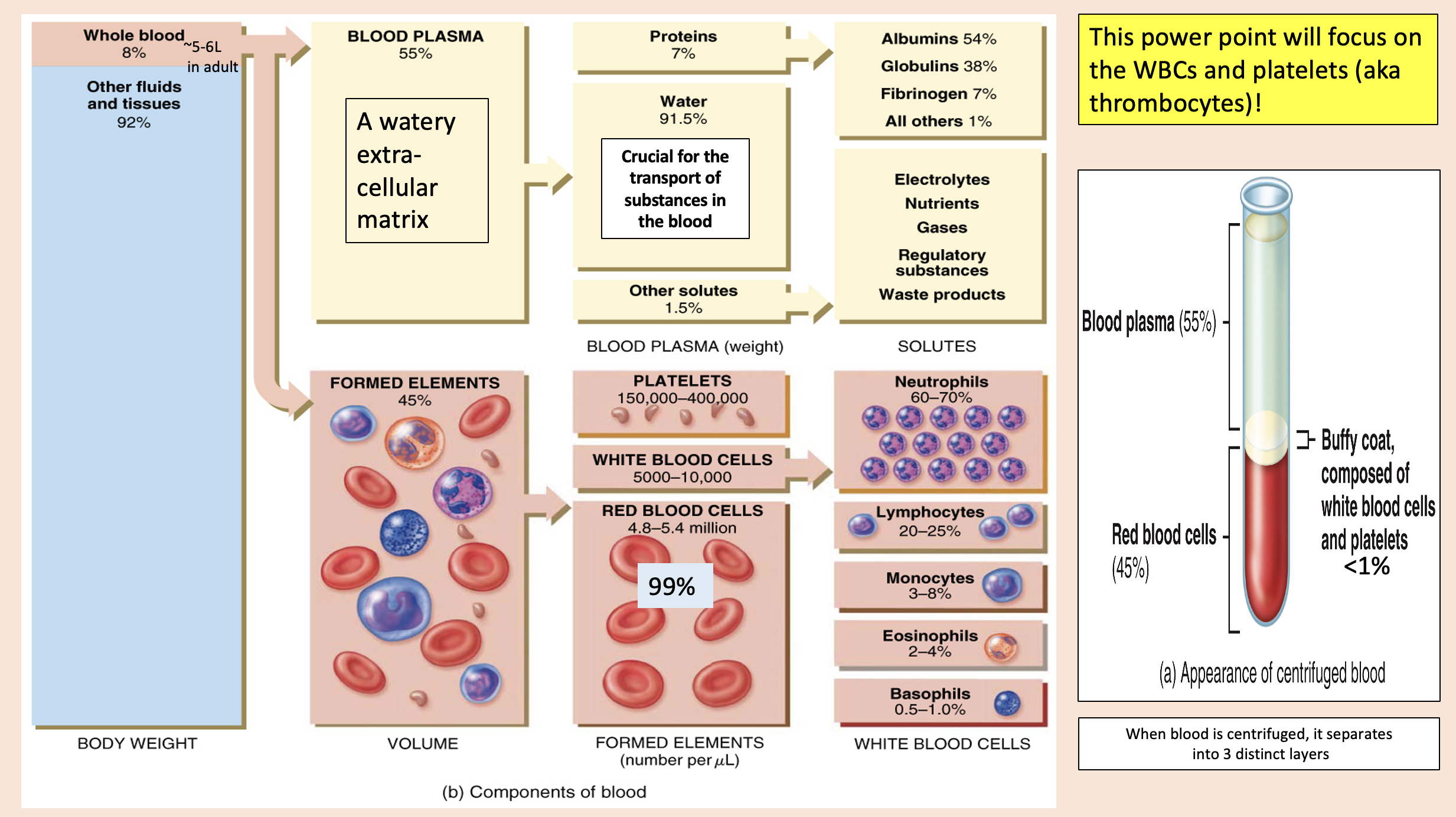<p>formed elements</p>