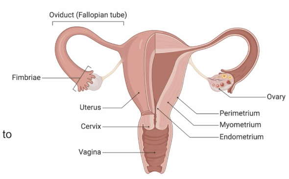 <p>Produces egg cells (ovum, ova) </p>