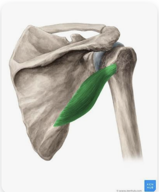 <p>O: Lateral border of scapula</p><p>I: Greater tuberosity of humerus</p><p>A: Lateral rotation of arm; stabilization of the GHJ</p><p>N: Axillary nerve</p>