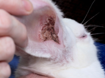<p>Signs of ear mite infestation</p>