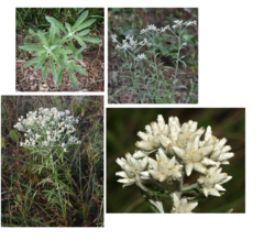 <p>native forb, Pseudognaphalium obtusifolium</p>