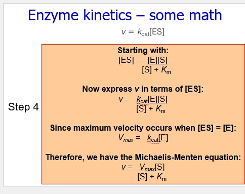 <p>(importance)</p><ul><li><p>if we ensure these assumptions are met to the best of our ability experimentally, we can simplify &amp; derive the MM equation to only contain the 3 simple parameters ([S], Vmax, Km) that we can easily / realistically, measure and figure out</p></li><li><p>so set up experiments well, to ensure these are mostly true</p></li><li><p>from this, we can use experimental data to figure out MM parameters, despite its complexities</p></li><li><p>can vary [S] etc, can vary enzymes, can use to compare</p></li><li><p>we use MM equation = v, the v term being initial rxn velocity (v0), which ensures we are meeting these assumptions as best as possible</p></li></ul><p>([S] > > [E])</p><ul><li><p>Substrate conc much higher than Enzyme conc</p></li><li><p>this enables us to make measurements experimentally and accurately, by changing only [S]</p></li></ul><p>(Initial conditions of [S] > > [P])</p><ul><li><p>essentially no Product at V0 / start of rxn, only Substrate</p></li><li><p>means we only have to account for the forwards Enzyme Catalysis S&amp;P rxn, in terms of rate - simplifying the equation AND there cannot be any reverse rxn possible, fiurther simplifying it</p></li></ul><p>(Steady state conditions)</p><ul><li><p>where the rate of ES formation (E+S => ES) = rate of ES breakdown (ES=> E+S OR ES→E+P)</p></li><li><p>recall E+S <=k1, k^-1=> ES -kcat→ E+P</p></li><li><p>this is assuming that k1 = k^-1 + kcat</p></li><li><p>this is done to simplify the equation into measurable quantities - we can never know [ES] in solution, it is so quickly forming and deforming, but we know the initial [S] &amp; [E] &amp; [ES] )(will = 0), where we can assume that [ES] will go up quickly, and be made stable (formation = breakdown)</p></li><li><p>steady state is therefore achieved experimentally - but with caveats. formation = breakdown does change a bit, but not alot. we try our best to ensure this assumption is true - but relies on the other ones that we can do for sure</p></li></ul><p></p>