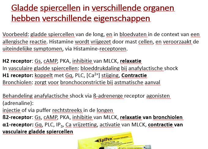 <p><span>Epipen geven</span></p><p style="text-align: left;"><span>= injectienaald met adrenaline die je in de spier moet zetten</span></p><p style="text-align: left;"></p><p style="text-align: left;"><span>Adrenaline zal de <strong><em>effecten van histamine verminderen.</em></strong></span></p><p style="text-align: left;"><span><strong><em>—</em></strong></span></p><p style="text-align: left;"><span>Tijdens een anafylactische shoock kun je zo via adrenaline bèta2 receptoren activeren in breonchiolen zodat er relaxatie van bronchiolen ontstaat.</span></p><p style="text-align: left;"><span>(dit door Gs, cAMP, PKA, inhibitie MLCK en daardoor relaxatie van de bronchiolen)</span></p><p style="text-align: left;"><span>(= <strong><em>tegengestelde effect van type 1 histamine receptoren</em></strong>)</span></p><p style="text-align: left;"></p><p style="text-align: left;"><span>Je kunt ook de alfa 1 adrenerge receptor zo activeren via Gq, PLC, Ca2+ vrijzetting en activatie van MLCK waardoor <strong><em>je contractie krijgt van vasculaire gadde spiercellen en zo de bloeddruk weer wordt opgebouwd.</em></strong></span></p><p style="text-align: left;"></p><p style="text-align: left;"><span>De adrenaling kan via injectie, maar kan ook via puffers om zo rechtstreeks de adrenaline in te ademen.</span></p>
