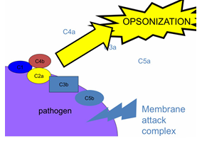 <p>En resumen, el complemento tiene tres funciones clave: matar bacterias mediante la formación del poro (MAC), generar inflamación atrayendo otras células inmunes, y opsonizar bacterias para facilitar su fagocitosis. </p><p>Por tanto, entender cómo se activa (a través de las tres rutas) y qué efectos genera (la rama de salida) es esencial para comprender su papel en la inmunidad innata. </p><p>Finalmente, también se menciona la existencia de una posible forma más primitiva y simple del complemento, conocida como la ruta de las cininas</p>
