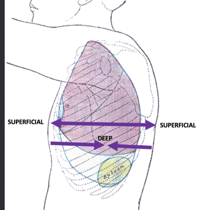 <p>Toward or at the body surface</p>
