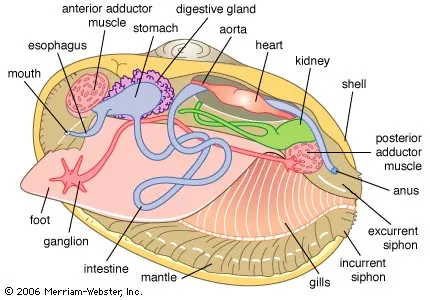 <p>include many species of clams, oysters, mussels, and scallops</p><p>shell divided into two halves:</p><ul><li><p>left and right valves—the two parts are hinged at mid-dorsal line, and powerful abductor muscles close shell tightly</p></li></ul><p>have no distinct head, and the radula has been lost</p><p>most are suspension feeders, trapping fine particles in mucus that coats the gills</p><ul><li><p>cilia convey the particles to the mouth</p></li></ul><p>water flows in via the incurrent siphon, passes over the gills, and exits via the excurrent siphon</p><p>features:</p><ul><li><p>valves—shells that surround the body</p></li><li><p>umbo—hump on the valves displaced towards the anterior side</p></li><li><p>adductor muscles—muscles that hold the valves together</p></li><li><p>mantle—covers the visceral mass and secretes hard outer valves; contains gills</p></li><li><p>incurrent siphon—ventral siphon that carries water, food, and oxygen in</p></li><li><p>excurrent siphon—dorsal siphon that carries water and waste out</p></li><li><p>visceral mass—houses most of internal organs</p></li><li><p>muscular foot—used for movement and digging into ground to anchor</p></li><li><p>gills—function in gas exchange and food trapping</p></li><li><p>ostia—openings in heart (open circulatory system)</p></li><li><p>nephridia—function to remove waste from pericardial cavity (kidneys)</p></li></ul><p></p>