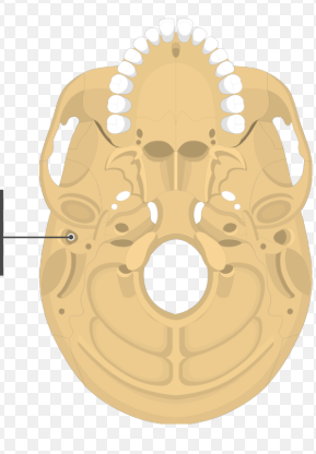 <p>canal-like passageway</p>