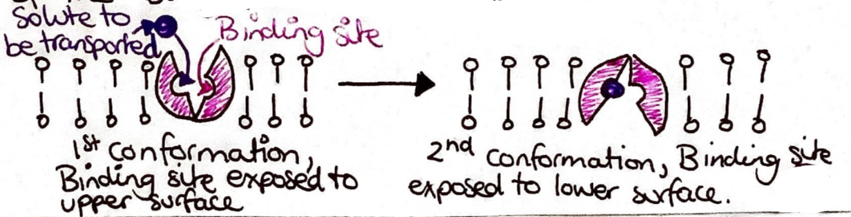 <p>Transporter proteins bind to a specific substance or solute to be transported across the membrane. They undergo a conformational change and this change transfers the solute across the membrane. As they switch from one conformation to the other, the binding site for the solute is exposed on one side of the bilayer, then on the other.</p>