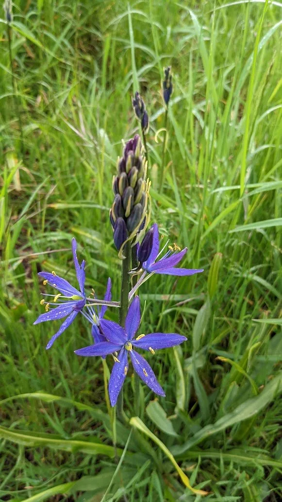 <p>2.5-4’ tall sturdy, leafless spikes with 20-80 start shaped, deep blue flowers, even 6 petal placement. </p>