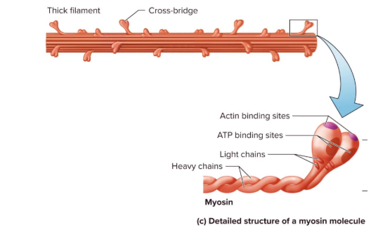 <p>___:the activation of cross-bridges which are the force-generating sites within muscle fibers</p>