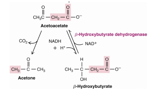 <p>Beta-hydroxybutyrate dehydrogenase </p>