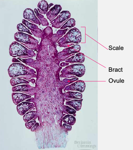 <p>Archaeplastida: Plantae: Tracheophyta: Spermatophyta: Gymnospermae: <strong>Coniferophyta (3.1: Ovulate cones structure) </strong></p>