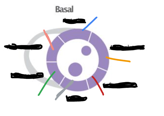 <p>Correctly label the following wall segments.</p>