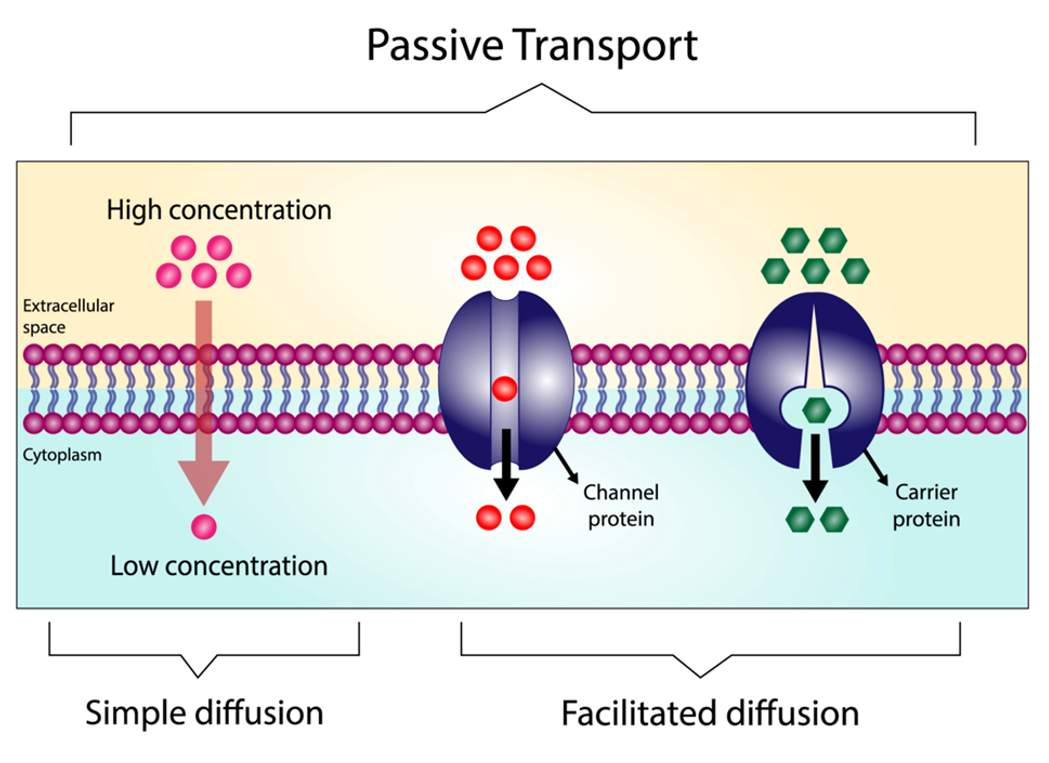 <p></p><p><span>The diffusion process used for those substances that cannot cross the lipid bilayer due to their size, charge, and/or polarity. It NEEDS a carrier protein so polar molecules, ions, and water-soluble molecules can move through lipid tails.</span></p>