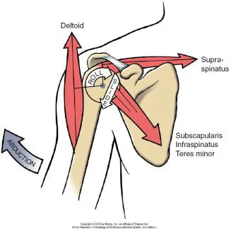 <p>How are the RTC muscles involved in shoulder ABDuction?</p>