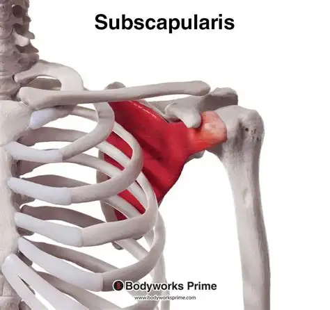 <p>Insertion: lesser tubercle of humerus (only one in rotator group with this insertion) </p><p>Action: medially rotates and adducts arm</p>