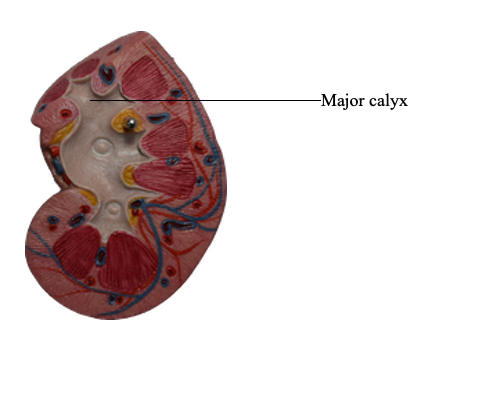 <p>A large, funnel-shaped structure in the kidney that collects urine from several smaller minor calyces</p>