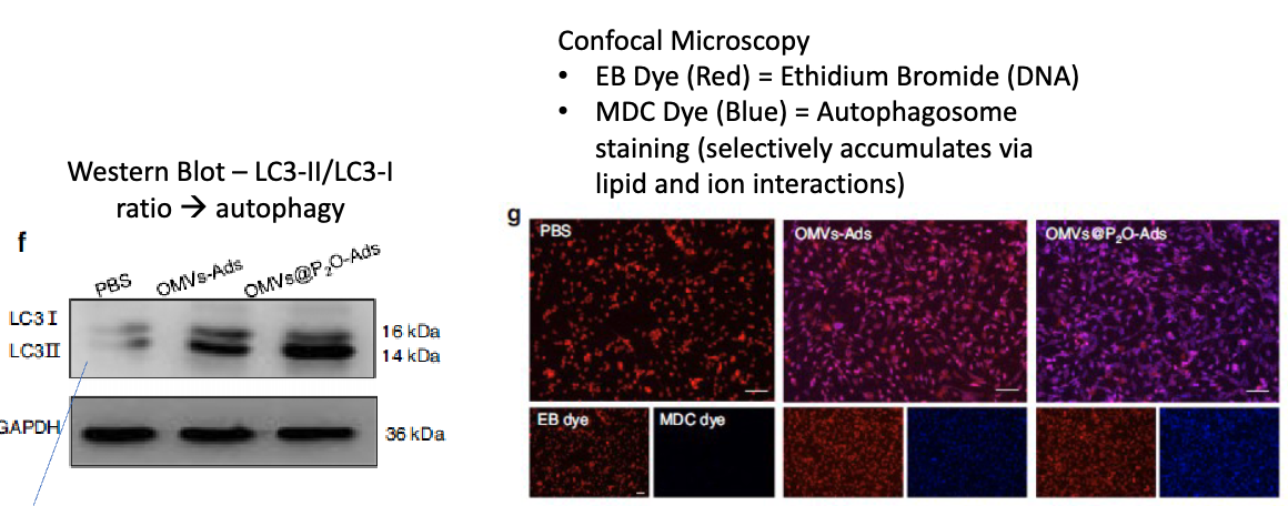 <p>take Tc1 lung cancer cells + OMV-P2O-Ads or OMV-Ads → various assays to measure H2O2/ROS, LCI/LCII, virus replication, and cell lysis</p><ul><li><p>performed westen blot looking at ratio of LC3-II/LC3-I → more LC3II = more autophagy</p></li><li><p>also used confocal microscopy → used ethidium bromide to dye DNA, and MDC dye to stain autophagosome (selectively accumulates via lipid and ion interactions)</p></li></ul><p></p>