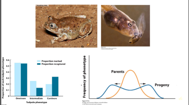 <p>Favors individuals at both extremes of the phenotypic range</p>