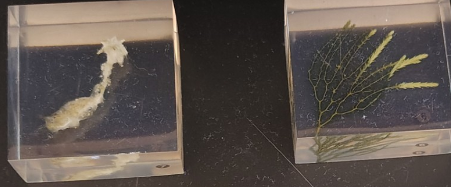 <ol><li><p>Name the phylum </p></li></ol><p></p>