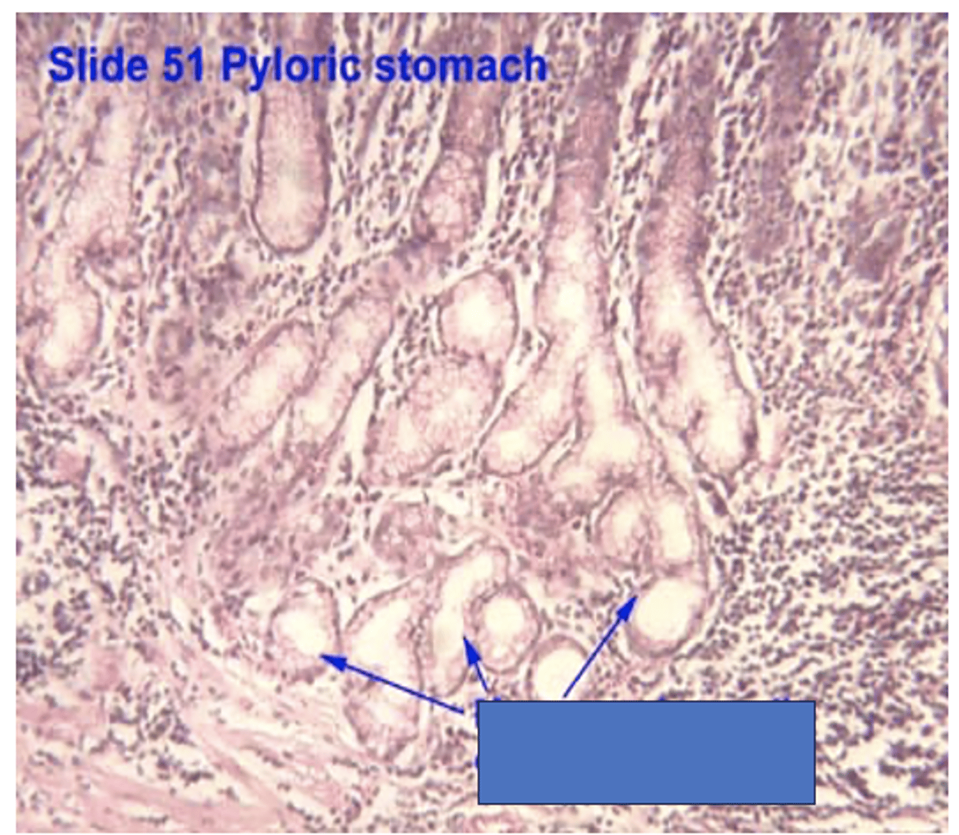 <p>Identify the structures</p>
