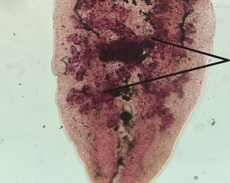 <p>What are these</p>