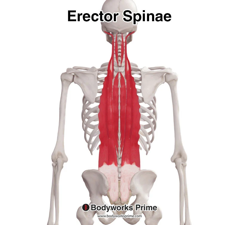 <p>A long tripartite muscle column of the back (iliocostalis, longissimus, spinalis) that extends and bends the vertebral column laterally.</p>