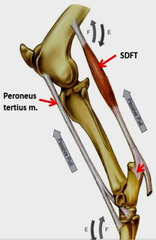<p>What is the reciprocal apparatus of the equine hindlimb?</p>
