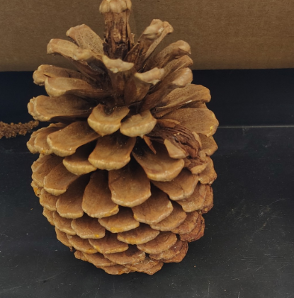 <p>Gymnosperms</p><ol><li><p>Name the phylum</p></li><li><p>male cone of female cone </p></li></ol><p></p>
