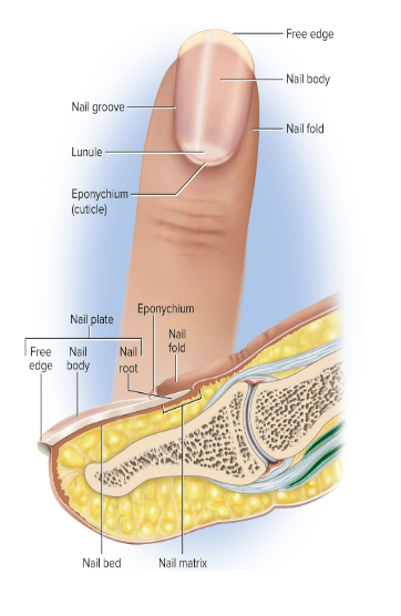 <ul><li><p><strong>nail plate</strong></p></li></ul><p>visible portion that includes free edge, body, and root</p><ul><li><p>nail fold</p></li></ul><p>surrounding skin rising above nail </p><ul><li><p>nail groove</p></li></ul><p>separates nail fold from nail plate</p><ul><li><p><strong>nail bed</strong></p></li></ul><p>skin underneath nail plate</p><ul><li><p>nail matrix</p></li></ul><p>growth zone of thickened stratum basale</p>