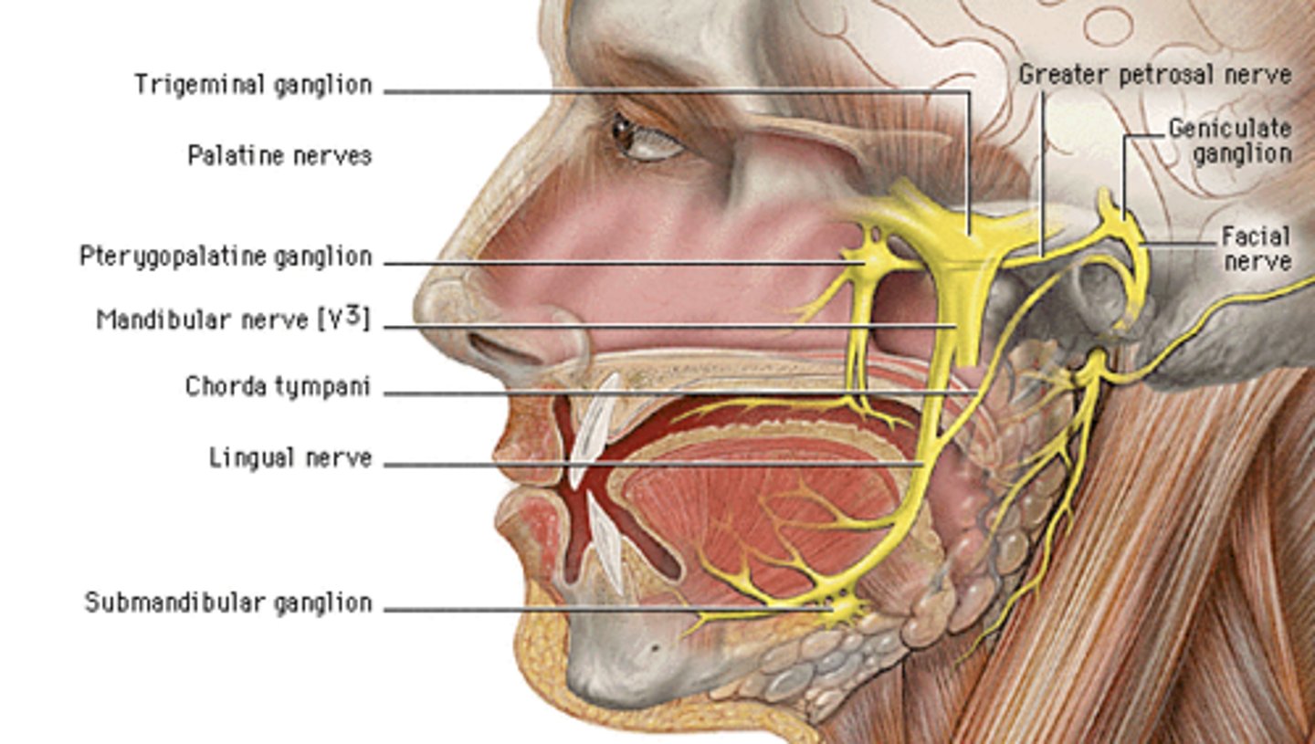 <p>What is the course of the chorda tympani of the geniculate ganglion (CN VII)?</p>