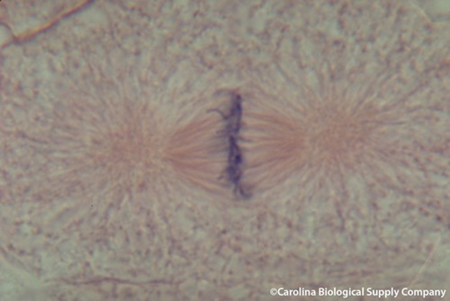 <p>cell division in which the nucleus divides into nuclei containing the same number of chromosomes</p><p>(answer: 2 sets of 46 chromosomes)</p>