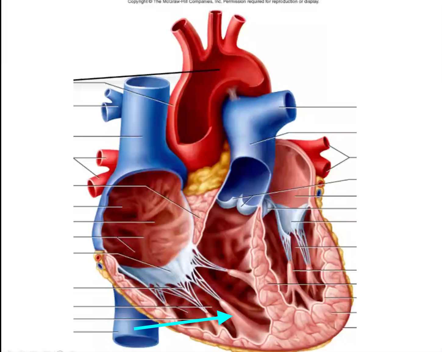 term image