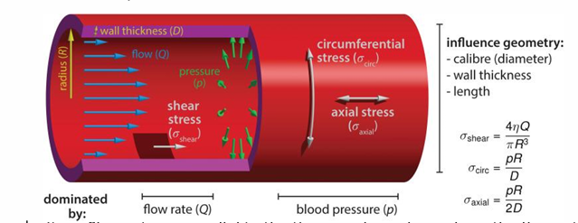 <p>blood circulation has already initiated</p>