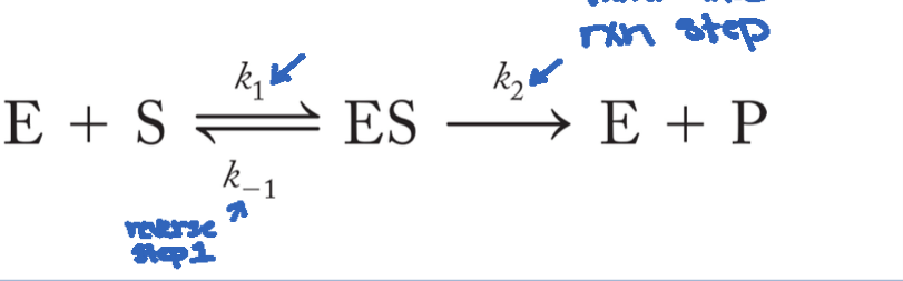 <p>The quantitative study of the rate of chemical reactions performed by enzymes</p><p>Involves reaction rates to free energy and equilibrium</p>
