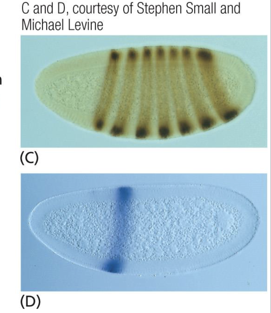 <p>delete a section, does anything change? </p><p>if the reporter gene fuses into one after change, it means one stripe of expression requires this one regulatory</p><p>sequence</p>