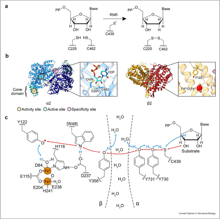 <p>RNR is the only enzyme responsible for de novo synthesis of dNTPs (deoxyribonucleotides triphosphates) from NTPs (ribnucleoside triphosphates) in all living organisms. This process involves reducing the ribose 2’-OH group to 2’-H.</p>
