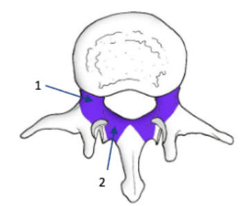 <p>pedicles and lamina</p><p>forms vertebral foramen </p><p>protects spinal cord</p>
